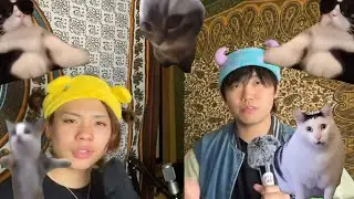 Cat meme - Beatbox (YAN-KEN)