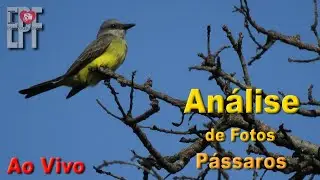 Militão Augusto de Azevedo - Fotos de S.P. - Análise das Fotos de Pássaros - ao Vivo