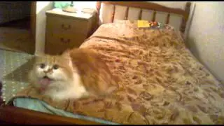 Мой Барсик облизывается на звук ^^