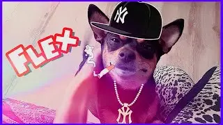 ТУПО ФЛЕКС ОТ GAMER'A // Arizona Role Play | YUMA