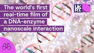 The world's first real-time film of a DNA-enzyme nanoscale interaction | Attacking a virus