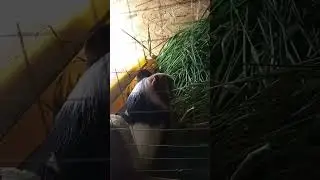 Guinea pig eats grass