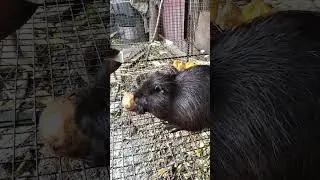 Не шуточная битва за еду. Нутрии