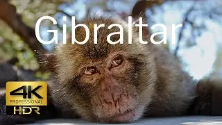 Gibraltar 4K HDR (HLG) 🇬🇮🐒