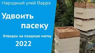 Народный улей Варрэ. Как удвоить пасеку | Отводок налет на матку