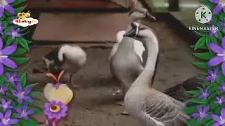 Babytv Bzzzz thanks for a great day and then 