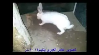 Quyon O'z Bolasini Qanday Saqlaydi  (islomiyat.at.ua)
