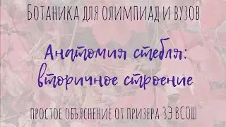 Вторичное строение стебля | теория и разбор препаратов | анатомия растений для олимпиад и вузов