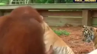 Шимпанзе и тигрёнок