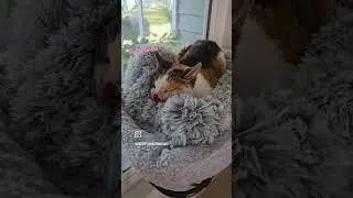Sana Update! #cat #kittenrescue #catlover #cancersucks