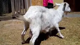 How I scared a goat