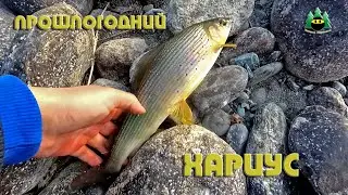Прошлогодний хариус. Встреча с подписчиком.