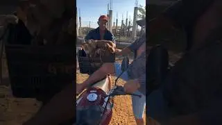 Ser que isso vai dar certo ?