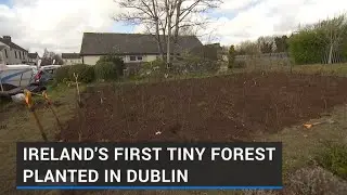 Ireland's first Tiny Forest planted by Dublin drug rehabilitation programme
