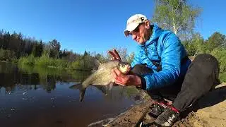 НЕРЕСТ ЛЕЩА! РЕКА БУРЛИТ ОТ НЕГО! Рыбалка на леща на поплавок на Сигиляше
