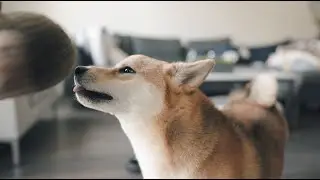 RECESS! Let's play | Bagel the Shiba