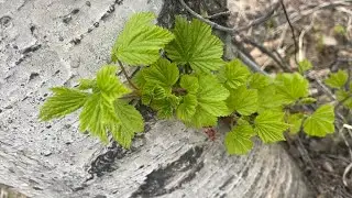 Wednesday Night "LIVE"  Springtime in Alaska