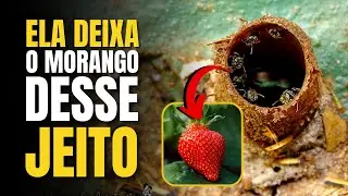 Com ESSA ABELHA os pés de morango LOTAM DE FRUTOS!