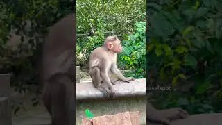 Little Monkey #short  #shorts #shortvideo