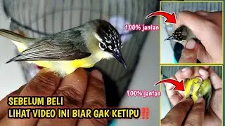 BEGINI CARA AKURAT MEMBEDAKAN OPIOR JAMBUL JANTAN DAN BETINA‼️mudah dan simple