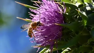 Mariendistel - DIE Pflanze für die Leber