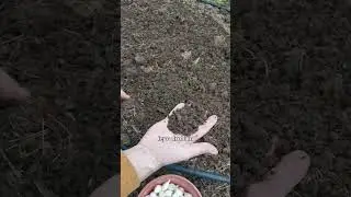 Sajenje majskega srebrnjaka