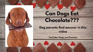 🆕Can Dogs Eat Chocolate 🏻 Chocolate Unsafe For Dogs Video