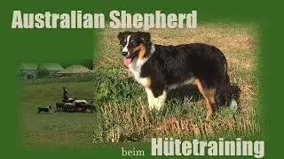 Australian Shepherd bei der Arbeit an den Schafen - Bella's erste Stunde im Hütetraining