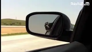 Иди на хуй! Уебок! Пидр! Гандон 2021