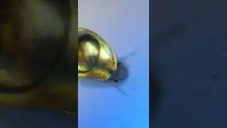 ВОДА ИЗ РЕКИ ЧЕРНОБЫЛЯ ПОД МИКРОСКОПОМ