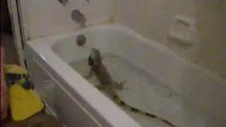 Gojira takes a bath