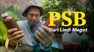 Membuat Pupuk PSB Dari Lindi Magot