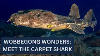Wobbegong Shark:  Master of Camouflage