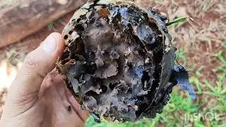 TRANSFER OF STRAW BEES (Scaptotrigona depilis) TO A HYBRID BOX | BREEDING BEES!