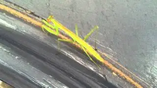 Praying Mantis on my Front Door