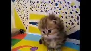 Прелестные котята