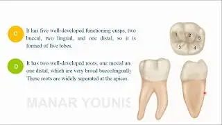 mandibular first molar anatomy