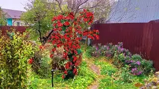 Пергола (опора) для плетистой розы:  Два кольца, три завитка и готово!