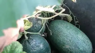 Огурдыня обзор