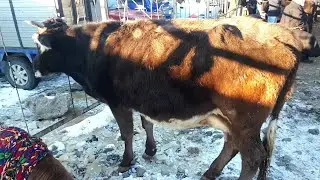 Нархи Гови ширете бука букача гусфанд дар бозори  