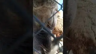 верблюд 🐫 екопарк ковалівка 3 часть