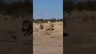 Tsunami vs Gaam - Lions Fighting