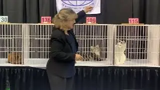 Best Long hair Cat at SNAC