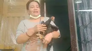 How to Slaughter Free-Range Chicken by Yourself