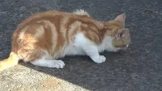 Mače