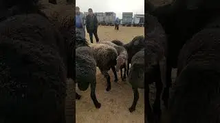 КУЗИ КУЧКОРЛАРНИ ЗУРЛАРИ 👍🏻👍🏻👍🏻