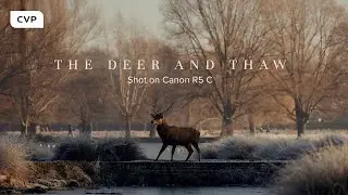The Deer And Thaw | Shot on Canon EOS R5 C