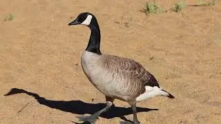 Canadian goose on Baldwin Beach