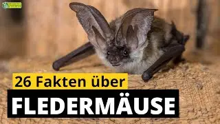 26 Steckbrief-Fakten über Fledermäuse und Flughunde - Doku-Wissen über Tiere - für Kinder