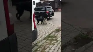Cute dogs are playing fight